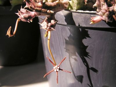 Duvalia angustiloba