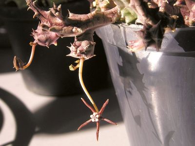 Duvalia angustiloba