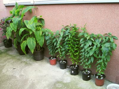 Cannas und Lilien