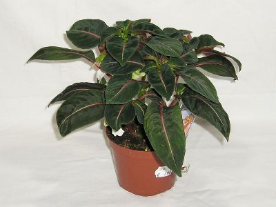 Impatiens velvetea