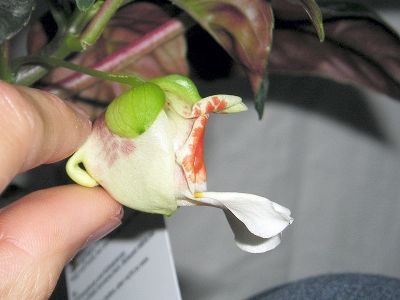 Impatiens velvetea Blüte