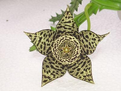 Orbea variegata Blüte