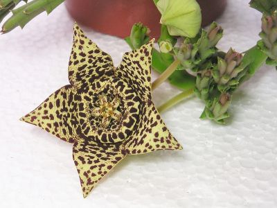 Orbea variegata Blüte