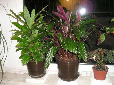 Calathea rufibarba