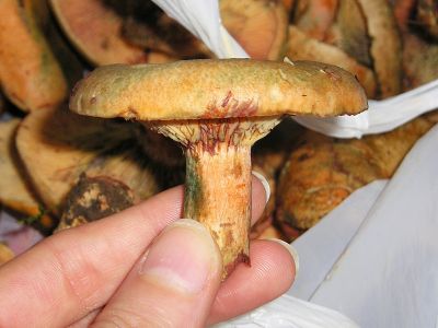 Fichtenreizker