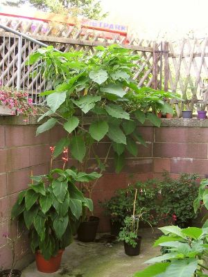 Engelstrompete (Brugmansia)