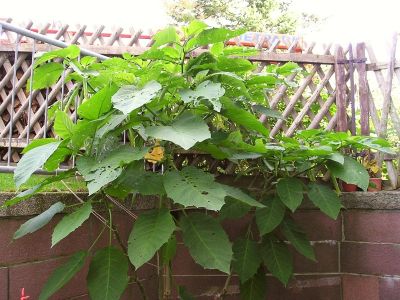 Engelstrompete (Brugmansia)