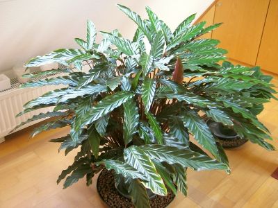 Calathea rufibarba bei Steffen