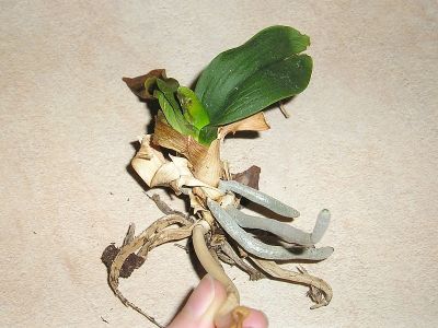 Phalaenopsis-Orchidee