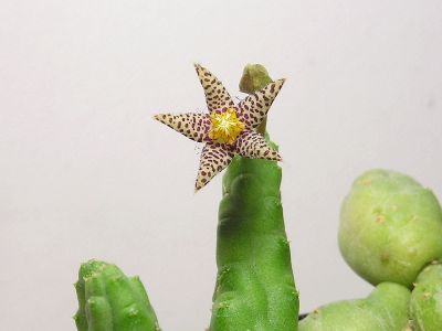 Piaranthus comptus