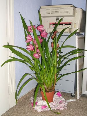 Cymbidium Orchidee