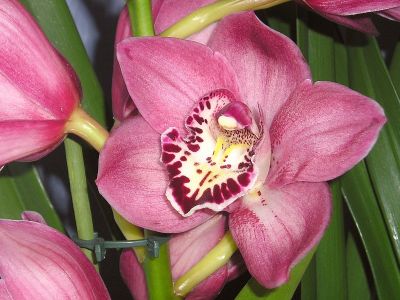 Cymbidium Orchidee