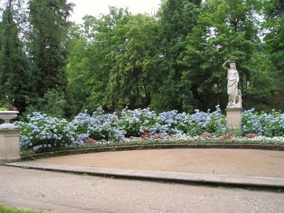 Blaue Hortensie (Hydrangea macrophylla)