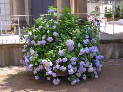 Blaue Hortensie (Hydrangea macrophylla)