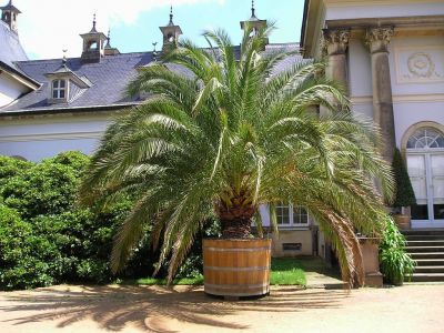 Kanarische Dattelpalme (Phoenix canariensis)