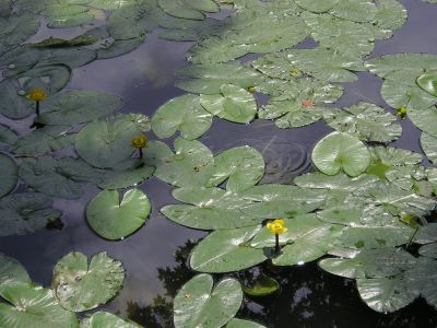 Seerosen (Nymphaea)