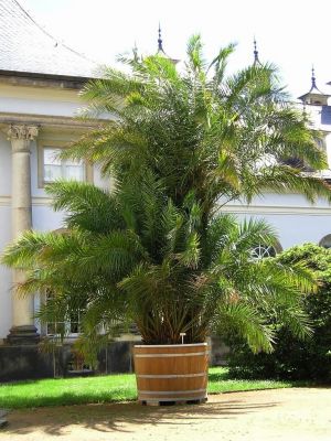 Senegal-Dattelpalme (Phoenix reclinata)