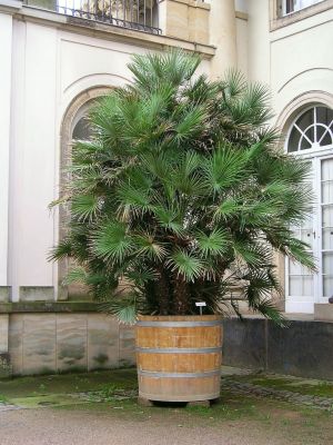 Zwergpalme (Chamaerops humilis)