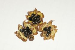 Samen Bienenbaum