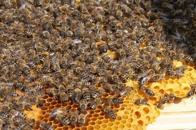 Bienen auf Brutraumwabe