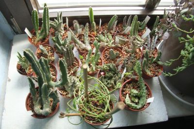 Huernia, Duvalia, Stapelia & Co