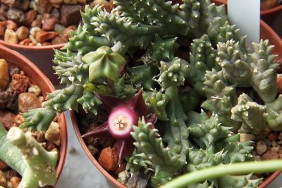 Duvalia pillansii