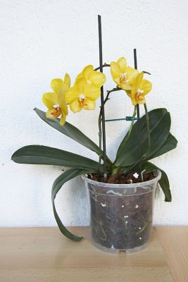 Phalaenopsis-Orchidee