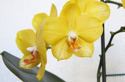 Gelbe Phalaenopsis