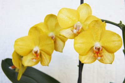 Gelbe Phalaenopsis