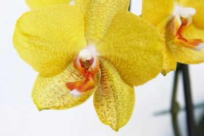 Gelbe Phalaenopsis