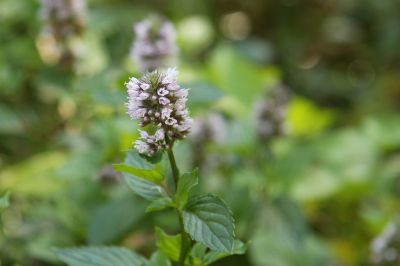 Pfefferminze mit Blüte