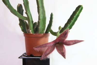 Stapelia grandiflora desmetiana