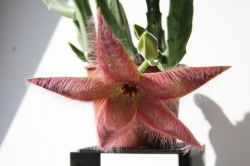 Stapelia grandiflora desmetiana