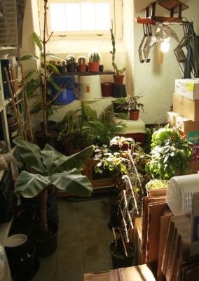 Pflanzen im Keller