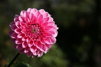 Ball-Dahlie (Dahlia x hortensis)