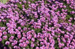 Berg-Aster (Aster amellus)