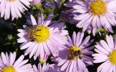 Berg-Aster (Aster amellus)