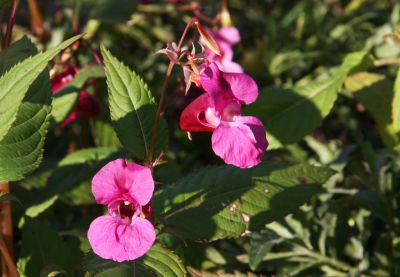 Drüsiges Springkraut (Impatiens glandulifera)