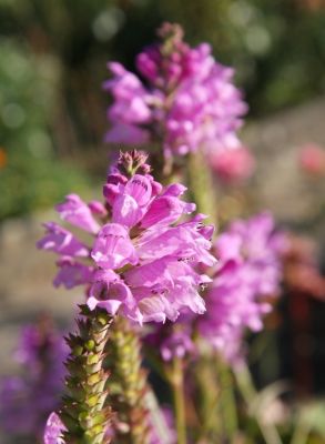 Gelenkblume (Physostegia virginiana)