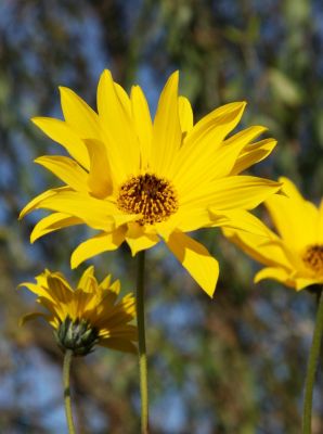 Topinambur (Helianthus tuberosus)