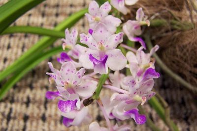 Rhynchostylis retusa
