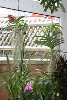 Meine Vanda-Orchideen