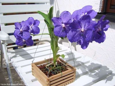 Vanda im Körbchen