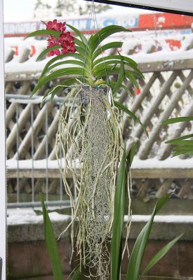 Vanda "Wild Cherry"