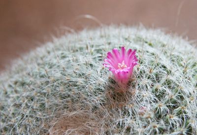 Mammillaria Blüte