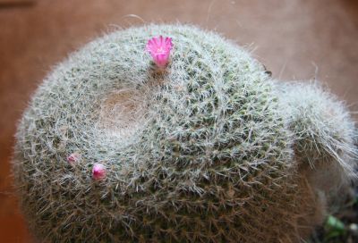 Mammillaria Blüten und Knospen