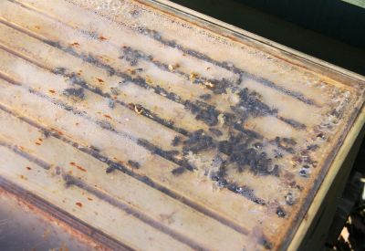 Bienenvolk im Januar