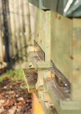 Bienenflug Januar 2011