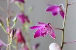 Dendrobium Berry Oda