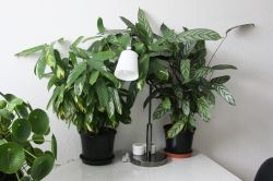 Calathea auf dem Küchentisch